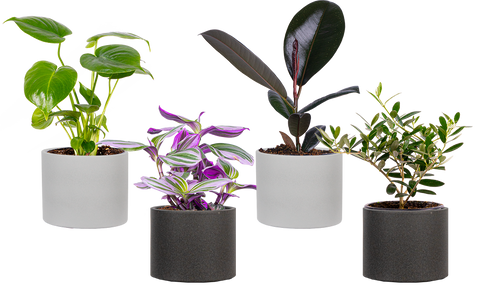 Cool mom plant bundle