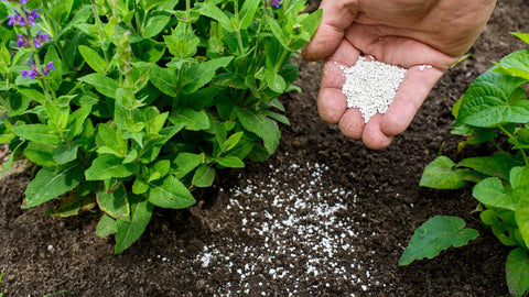 Hand Putting Seeds into Soil