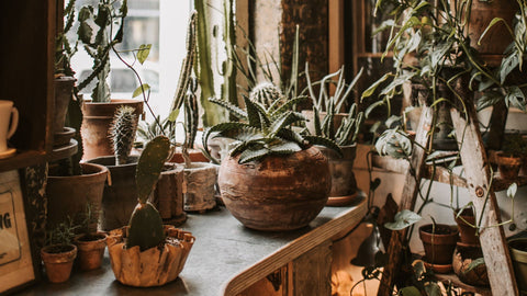 Plants Near Window