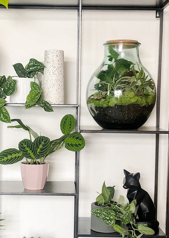 DIY Terrarium kit sitting on a shelf surrounded by other plants