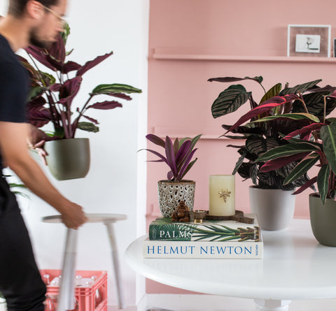 Man tends to his houseplants helping with self-care over the holidays