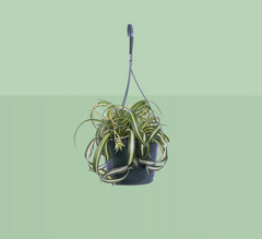 Spider Plant