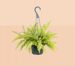 Boston Fern