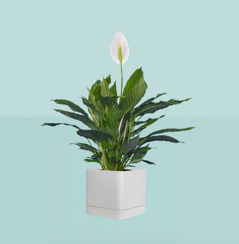 Peace Lily