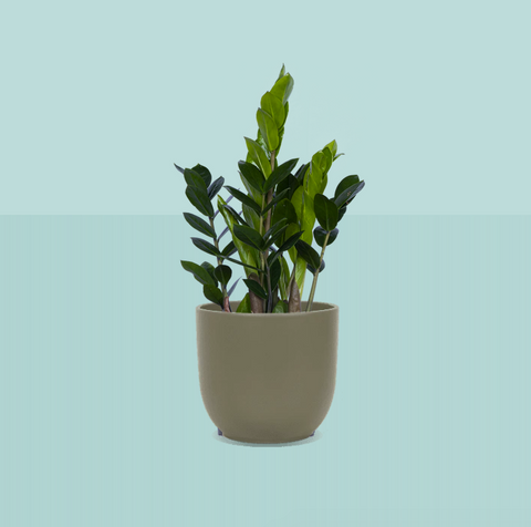 Zamioculcas