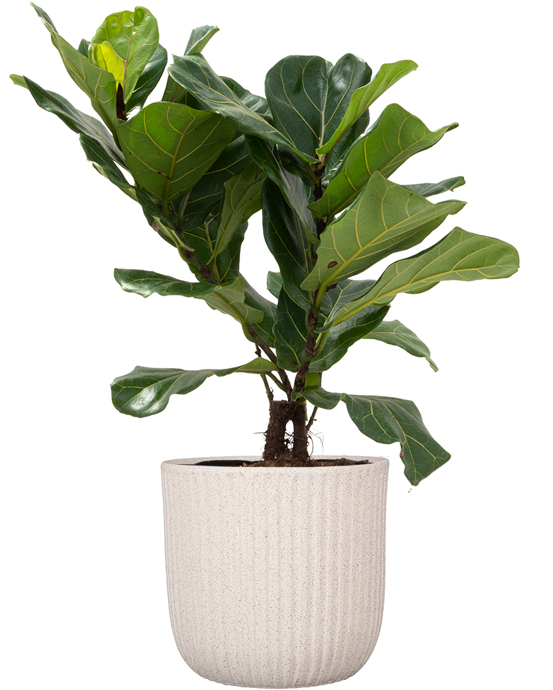 Ficus Lyrata | Eileen | Plantsome