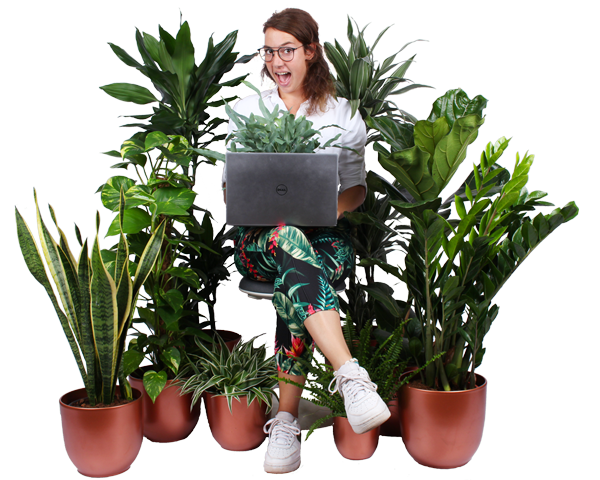 Office Plants | Plantsome