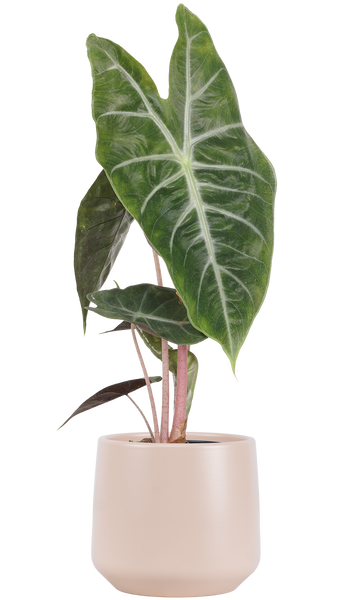 Alocasia Pink Princess | African Mask (S) – Plantsome