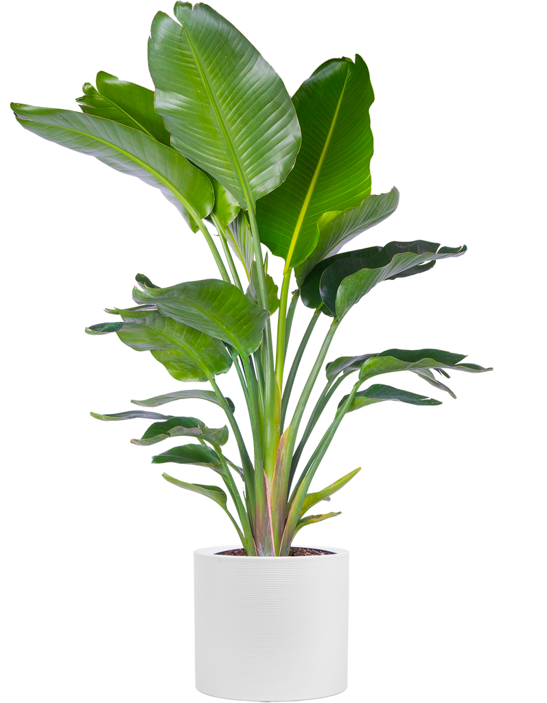 Strelitzia Reginae | Bird of Paradise (L) | Cranerys | Plantsome