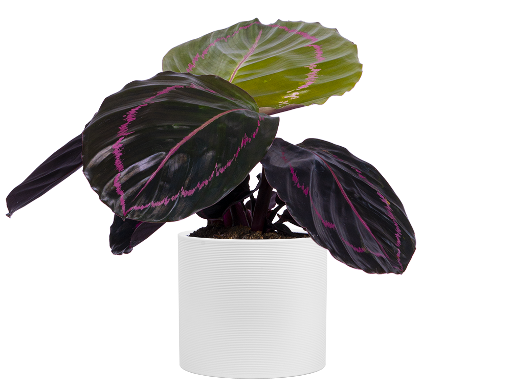 Calathea | Care & tips | Plantsome