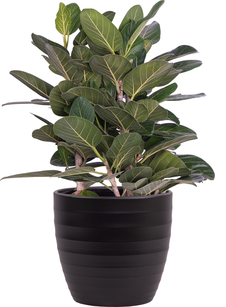 Ficus Audrey Benghalensis | Audrey | Plantsome