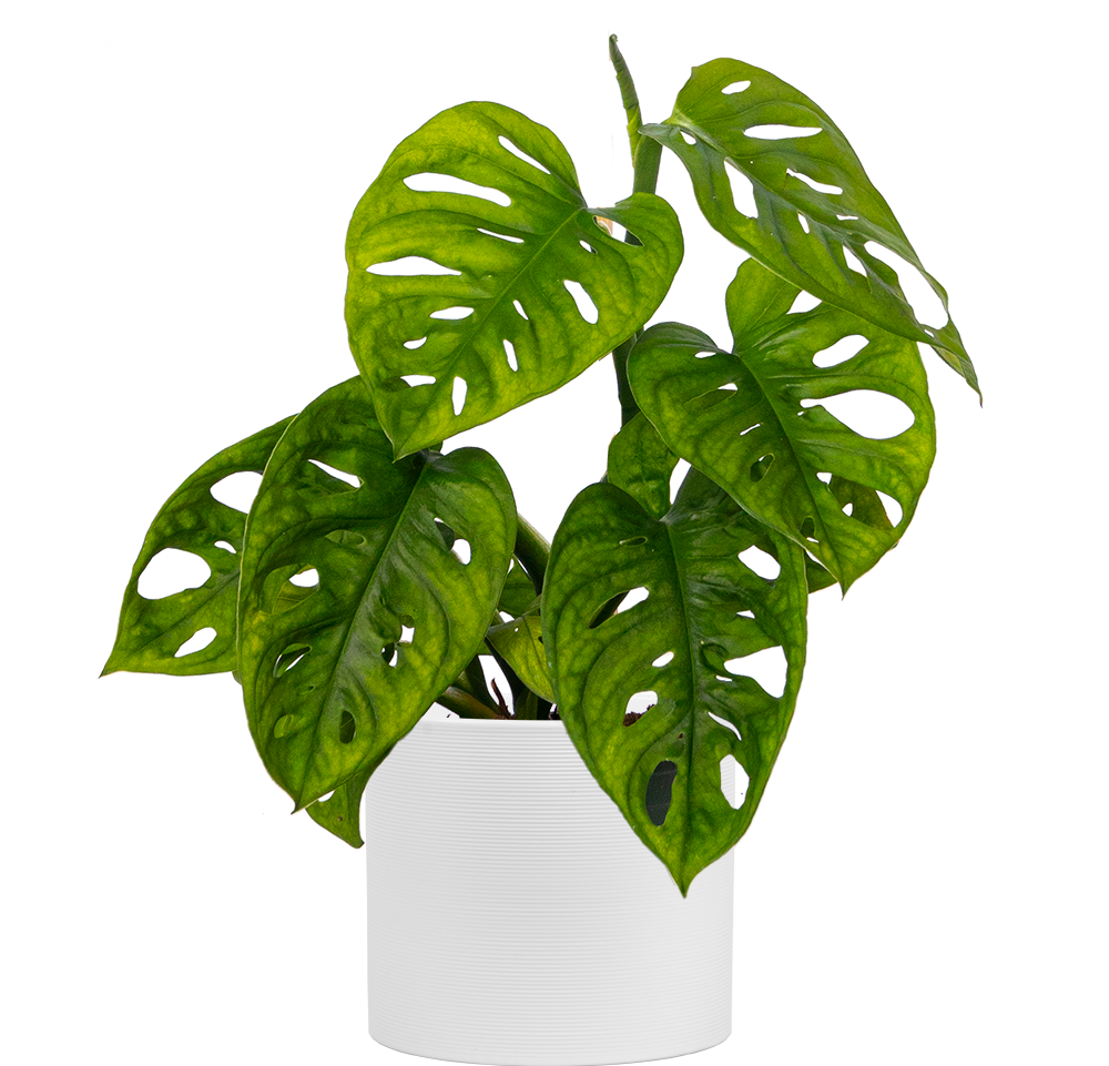 Monstera Adansonii | Monkey Mask Swiss Cheese Plant (S) - Plantsome product image