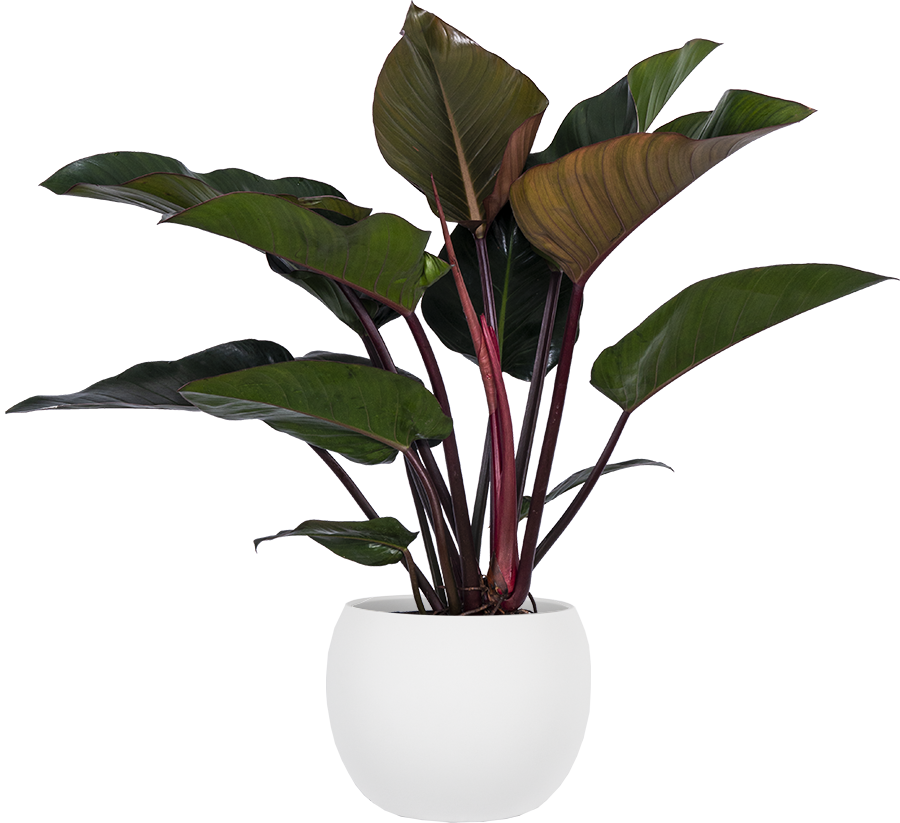 Philodendron Rojo Congo (XL) | Fran | Plantsome