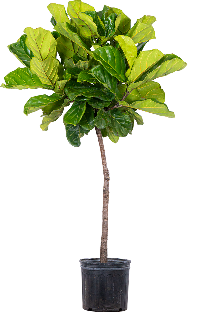 Ficus Lyrata | Eileen | Plantsome