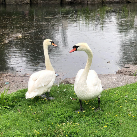 Photo: Otis & Ophelia the Swans