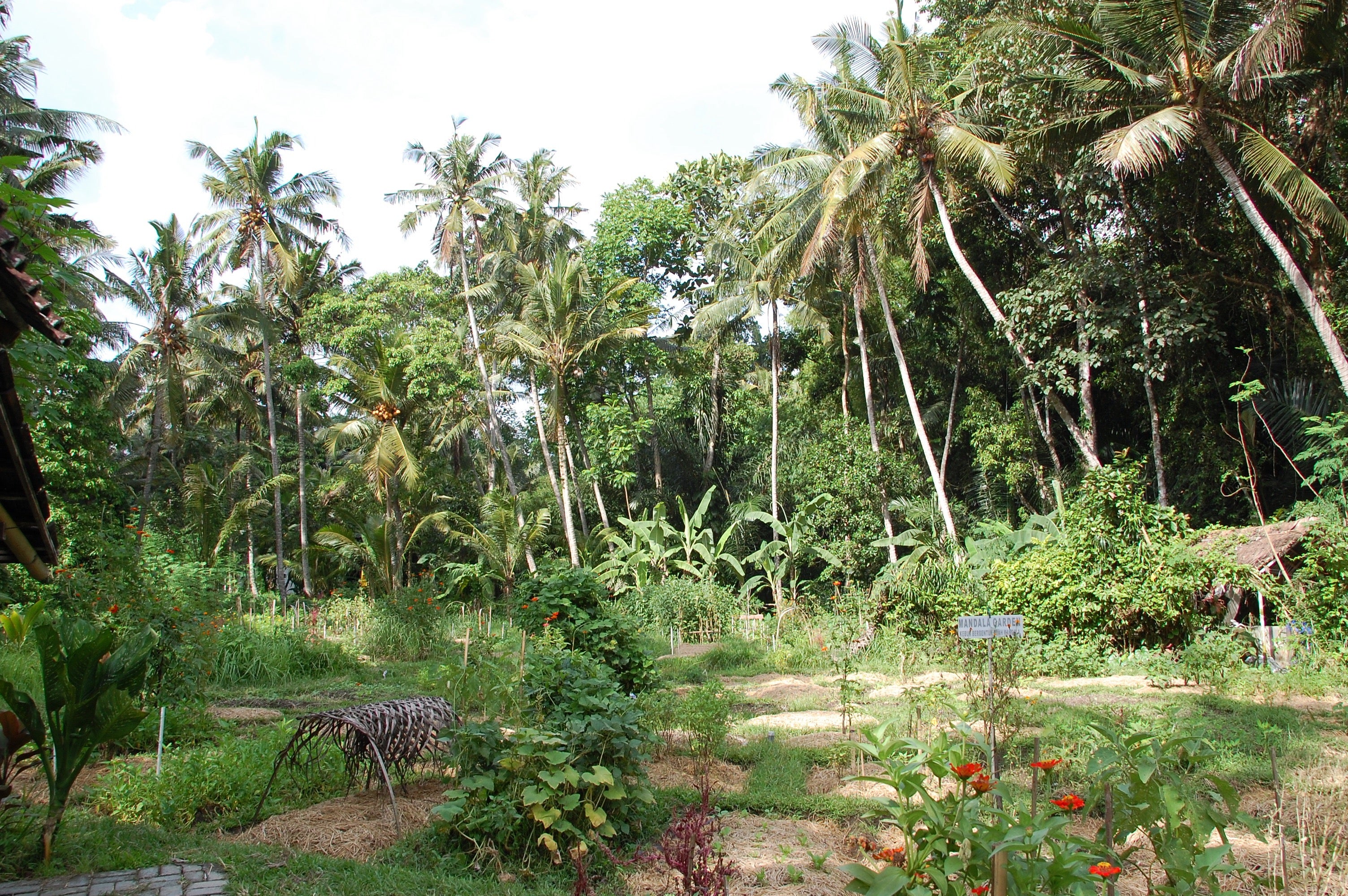 Il giardino-orto nella giungla, a Bali, dove si trova il sito produttivo dell'olio di cocco Coccoon