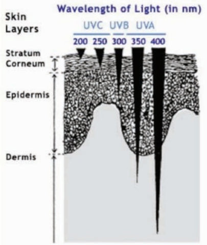 Grafico che mostra la penetrazione di diverse lunghezze d'onda di luce nella pelle umana