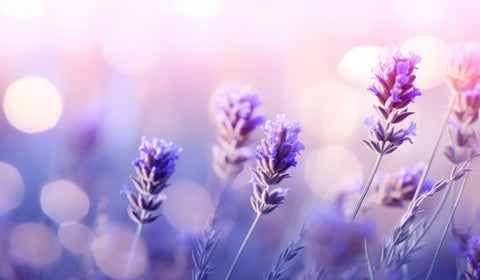 Picture of Lavender flowers