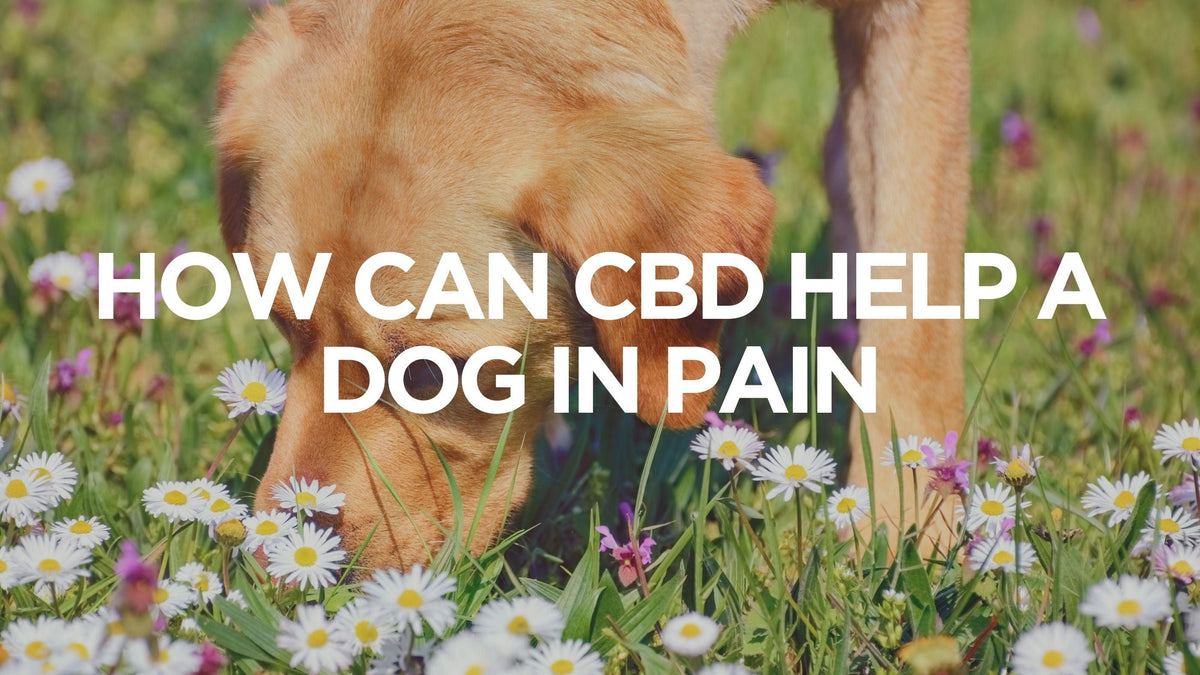 how can you help a dog in pain