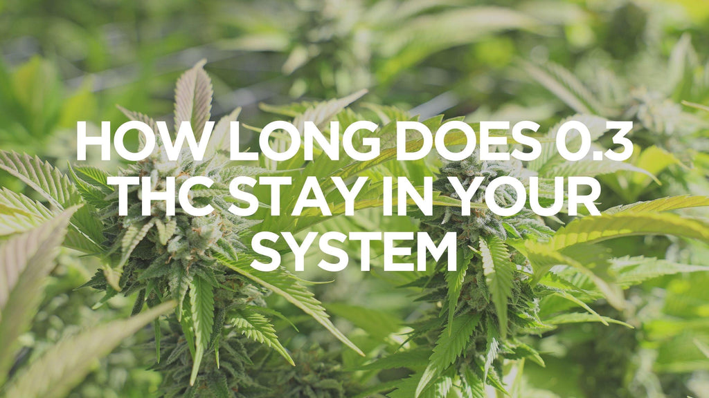 How Long Does 0.3% THC Stay in Your System?