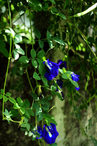 butterfly pea tea syrup