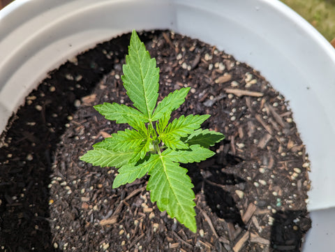 cannabis seedling in 5 gallon bucket showing first 3 branch leaves