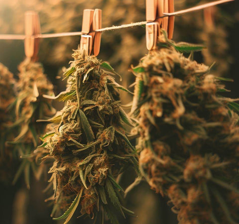 cannabis hanging from a line