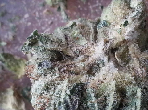 Moldy weed - DO NOT CONSUME