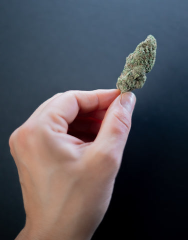 hand holding trimmed cannabis bud