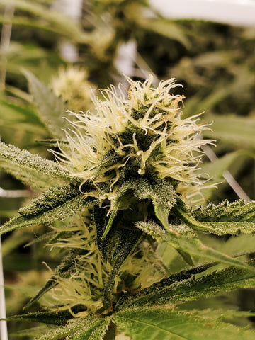 Cannabis bud showing stigmas