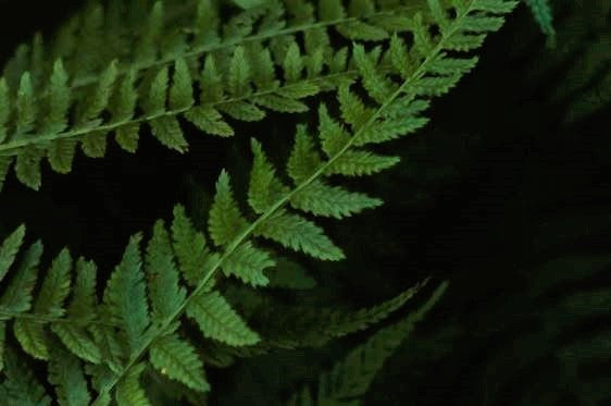 Ferns on a black background