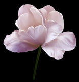 Pink flower on a black background