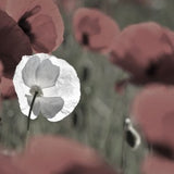 A white poppy flower in a field of red poppies