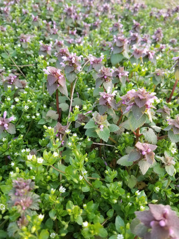 purple deadnettle lamium purpureum edible weeds wild plants wildcraft foraging dead nettle