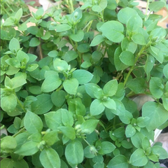 chickweed, stellaria media, summer sherrod, summer gal, green door farms, ironwood earthworks, imbolc, spring, the quickening, edible weeds