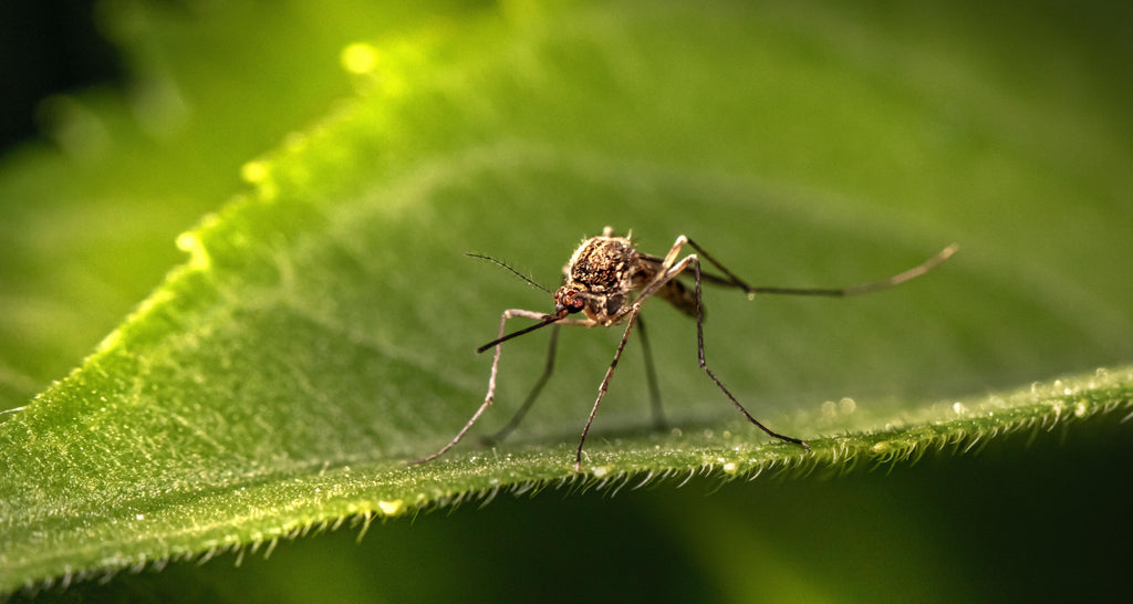 Do Mosquitoes Bite Dogs? 5 Efficient Ways to Protect Your Pet | dogsnob