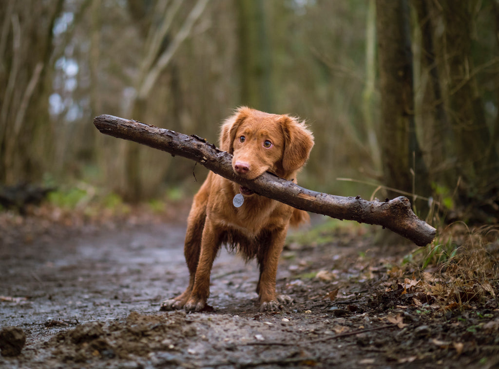 what do you do if your dog eats dirt