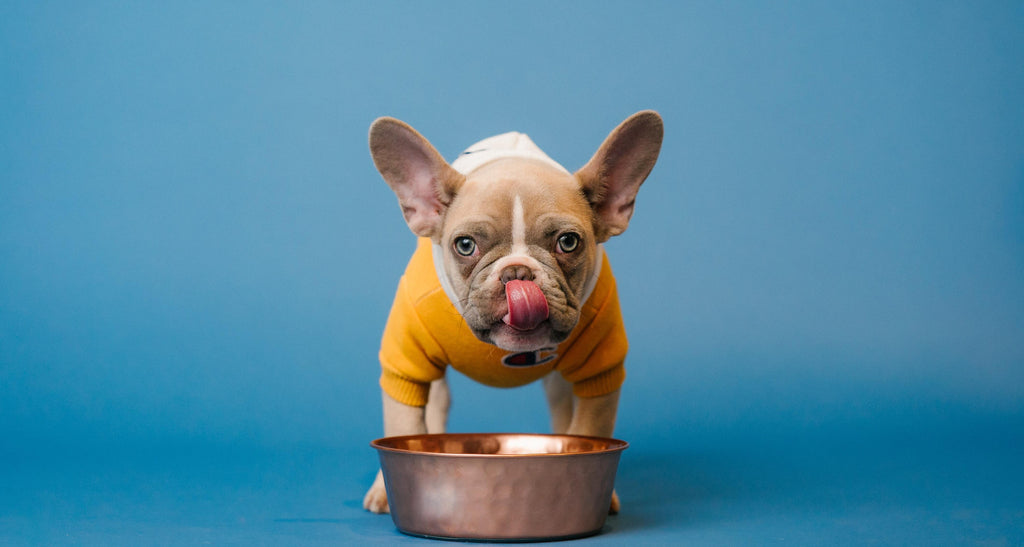 what makes a dog stop eating and drinking