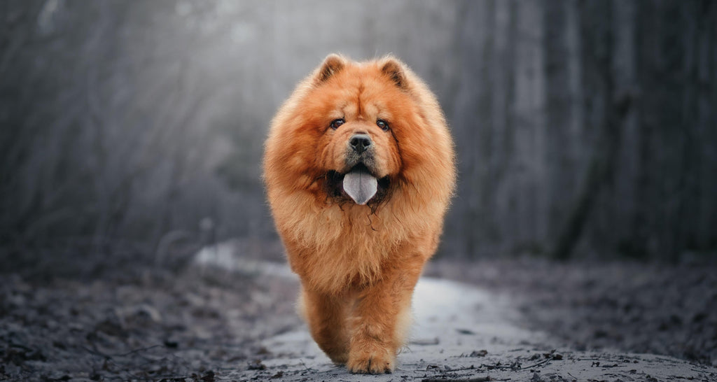 are chow chow puppies born with solid blue black tongues