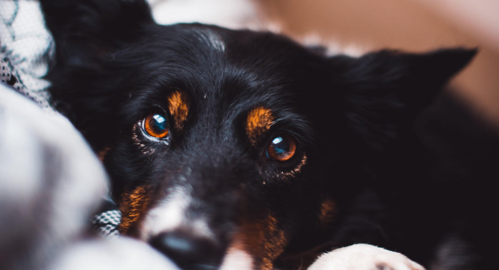 can glaucoma in dogs cause death