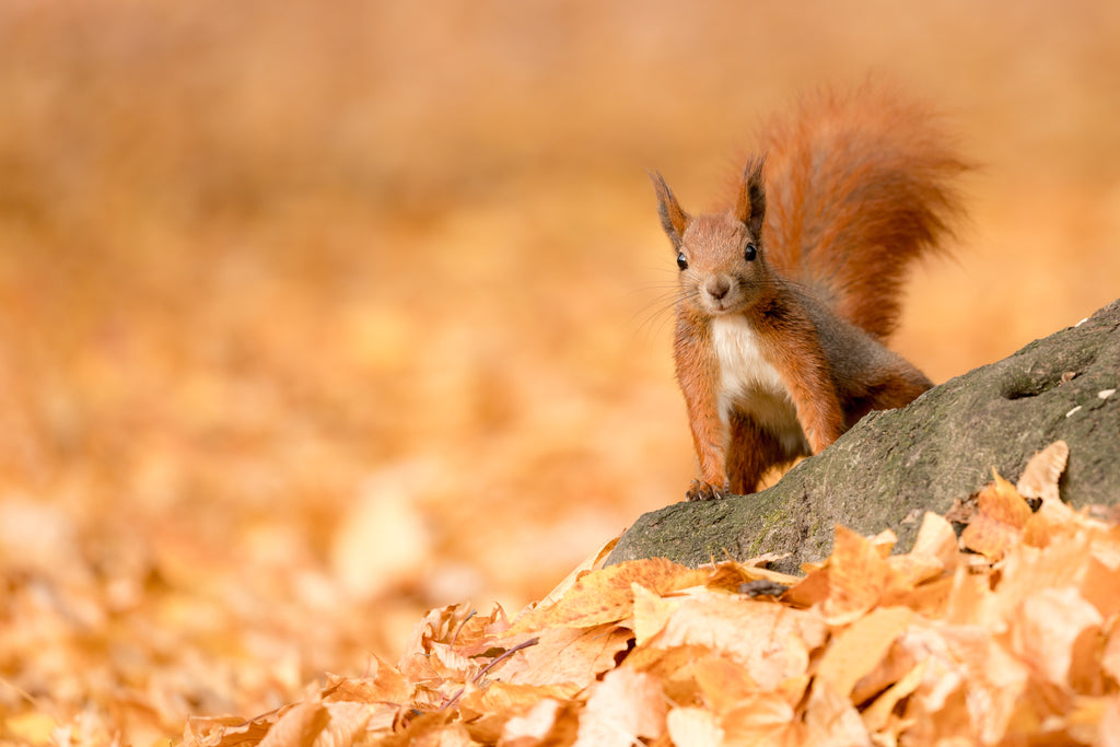 why do dog chase squirrels