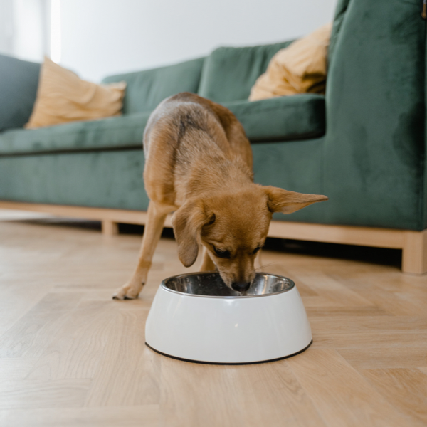Is Your Dog a Picky Eater? Here's What to Do.