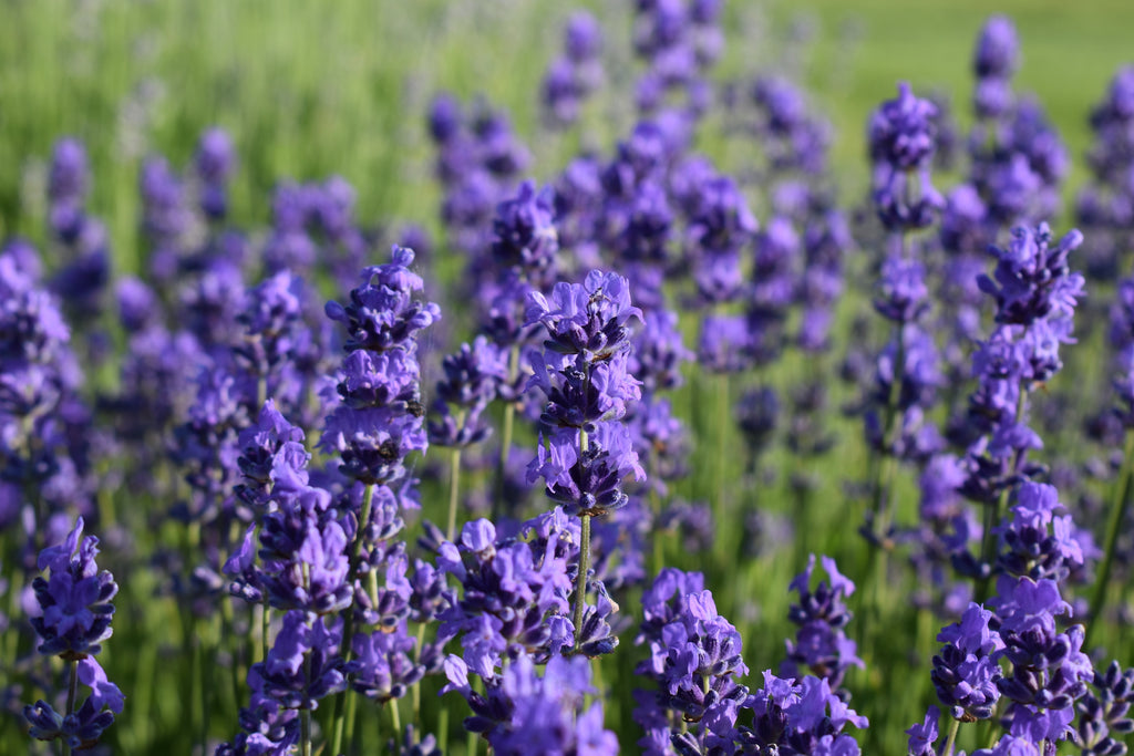 Close-up of lavender in full bloom, with many bright purple flowers open.