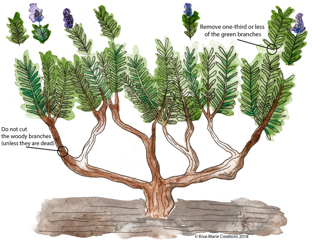 Lavender Pruning Guide