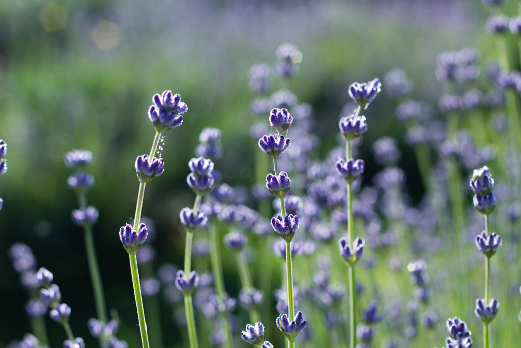 Close-up of lavender buds that are ready to pick. They are deep purple, full, and pointing away from the stem. The flowers have not opened up yet.