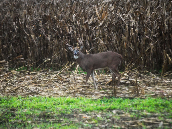 Whitetail deer standing broadside in a cornfield