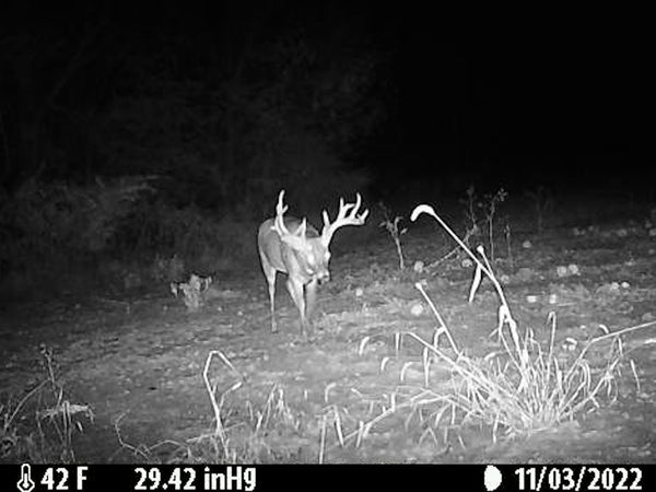 Trailcam picture of a buck walking in a field at night