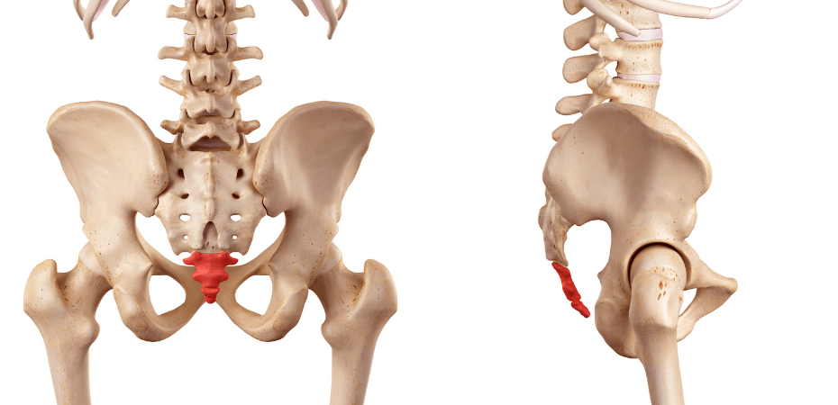 schéma du coccyx