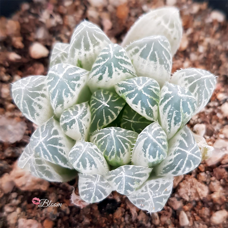 Haworthiacoopericv.variegata Kissbloom.com ?v=1616926610