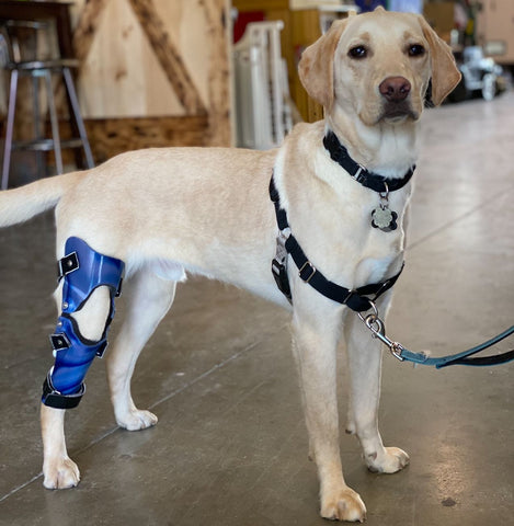 Labrador wearing a stifle dog knee brace
